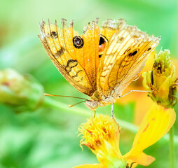 Peacock pansy, Junonia almana, butterfly feeding on flowers