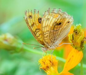 Peacock pansy, Junonia almana, butterfly feeding on flowers