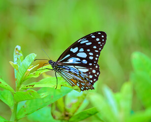 Blue Tiger, Tirumala limniace, butterfly feeding on flowers