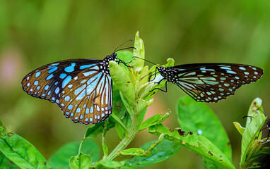Blue Tiger, Tirumala limniace, butterfly feeding on flowers