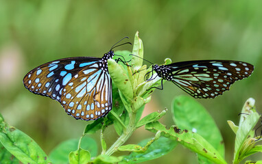 Blue Tiger, Tirumala limniace, butterfly feeding on flowers