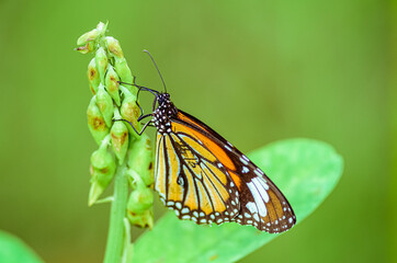 Fototapeta na wymiar Striped tiger, Danaus genutia, butterfly feeding on flowers