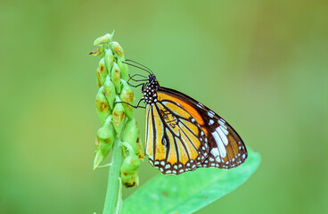 Striped tiger, Danaus genutia, butterfly feeding on flowers