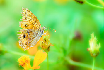 Peacock pansy, Junonia almana, butterfly feeding on flowers
