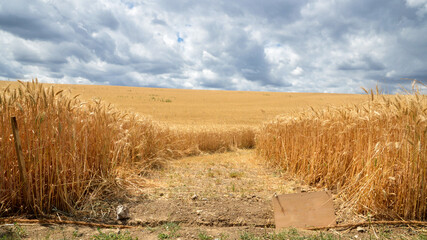 Wheat field, during the summer ready to be harvested