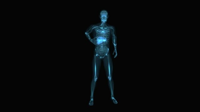 4K anatomy concept of the liver
