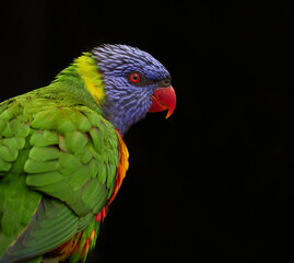 Portrait of the coconut lorikeet or green-naped lorikeet (Trichoglossus haematodus)