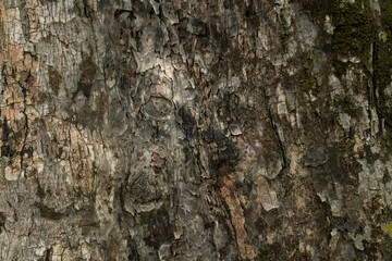 dry tree bark texture and background, nature conceptd