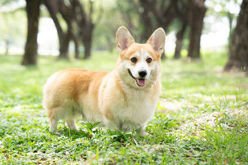 Naklejka na ściany i meble Corgi dog on the grass in summer sunny day