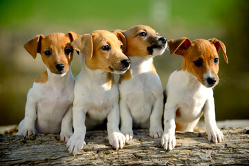 Jack Russell cachorros