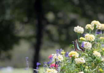 flowers in the garden
