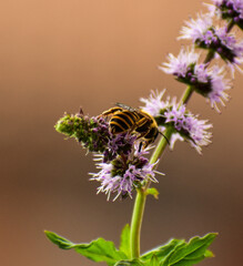 bee on a flower