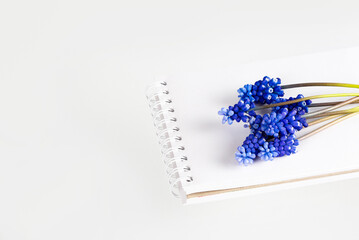Muscari Hyacinth blue flowers lie on top of an open notebook