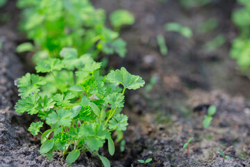 Green plants growing on a bed in the garden in greenhouse