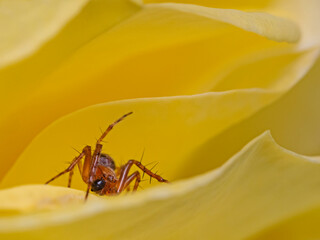 Small spider on yellow rose leaf