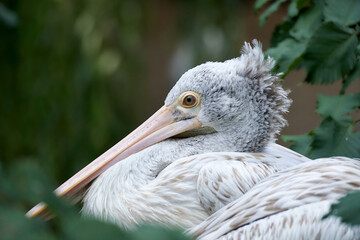 Closeup of the spot-billed pelican sitting on the nest (Pelecanus philippensis)  