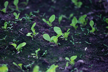 Green plants growing on a bed in the garden in greenhouse