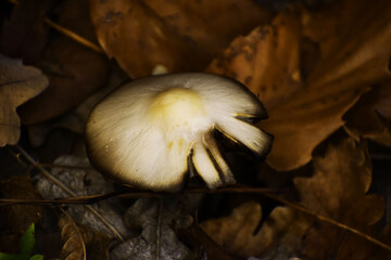 mushroom in the forest