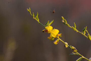 Bee on yellow flower and another bee flying background​
