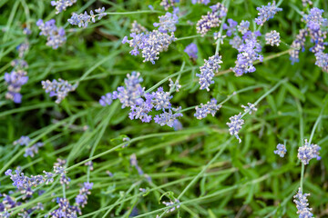 Beautiful blooming lavender on the farm.
