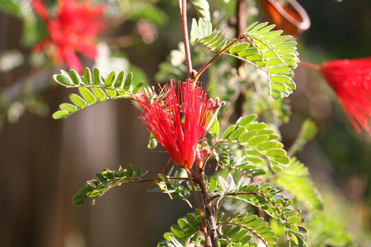 Closeup shot of red Baja fairy duster