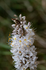 A beautiful alpine flower. A large number of flowers on one stem. Flower candle.