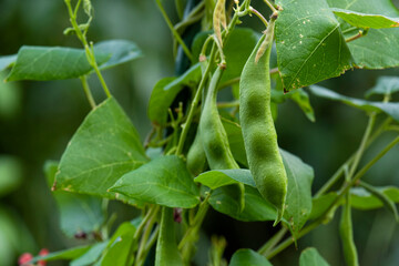 Green bean pods on a bush growing in a garden bed.