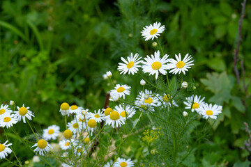 Fototapeta premium Medical chamomile, flower background. Beautiful useful flowers.