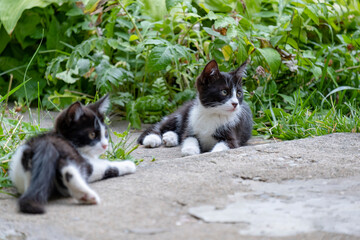 black and white kitten lies on the road and looks to the side.