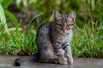 Naklejka na ściany i meble Beautiful little gray kitten sits on the floor in the garden.