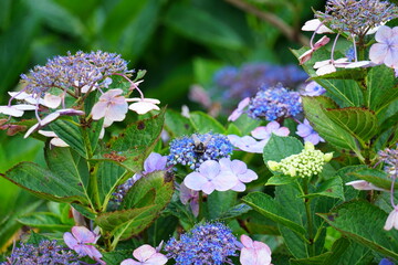 紫陽花の花