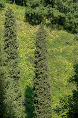 Obraz premium Mountain landscape in summer. Green bright mountains