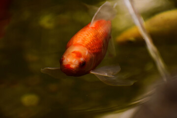 goldfish in aquarium