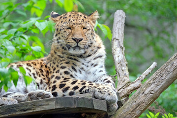 Fototapeta na wymiar Amurleopard ( Panthera pardus orientalis ).