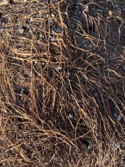 straw bale background