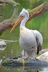 Krauskopfpelikan ( Pelecanus crispus ).