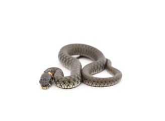 One gray snake.