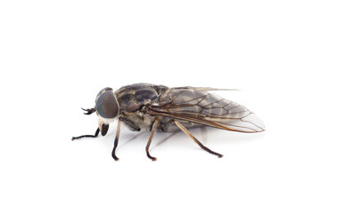 One gray gadfly.