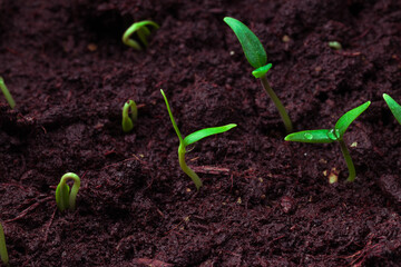 the first shoots of seedlings in spring, close-up