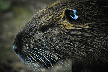close up of coypu