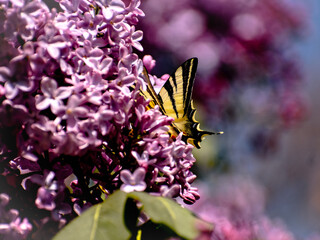 butterfly on lilac