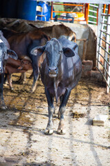 Vaca en granja de productos lácteos