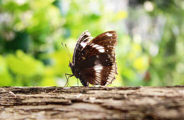 butterfly on the ground