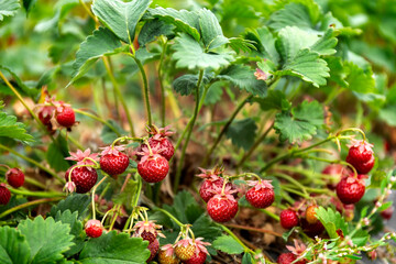 Ripe strawberries are growing in the garden. A variety of small and sweet strawberries. Organic food. Photo