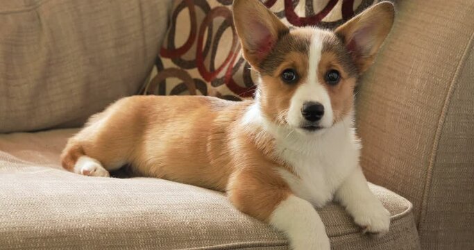  Pembroke Welsh Corgi puppy looks around happy