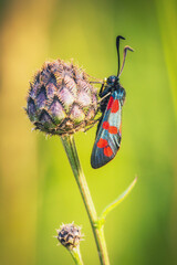 Butterfly on Orchid
