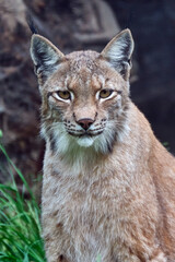 Eurasischer Luchs oder Nordluchs ( Lynx lynx ).