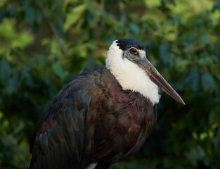 Beautiful white-necked stork in the trees (Ciconia episcopus)  
