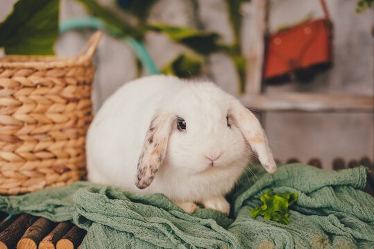 Cute white rabbit on a green plaid. 