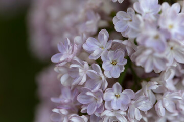 Syringa vulgaris, flowering lilac in a garden with bee or flower beetle